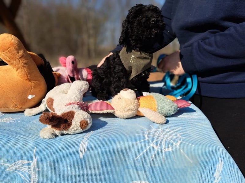 Arthos, kleines Energiebündel, ca. 3 Monate, ca. 18 cm, ca. 2 kg *bald in 80687 München*