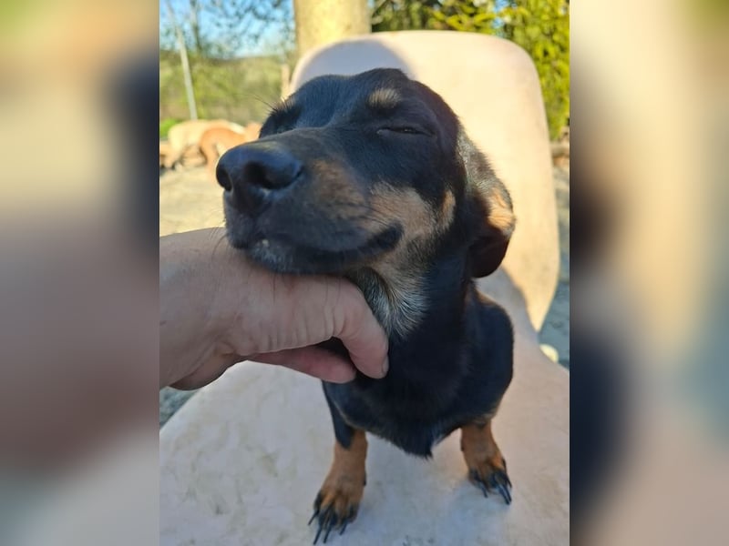 Csiperke, zauberhafte Kämpferin, ca. 2 Jahre, ca. 25 cm, ca. 4 kg *bald in 81737 München*