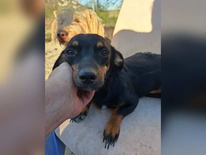 Csiperke, zauberhafte Kämpferin, ca. 2 Jahre, ca. 25 cm, ca. 4 kg *bald in 81737 München*