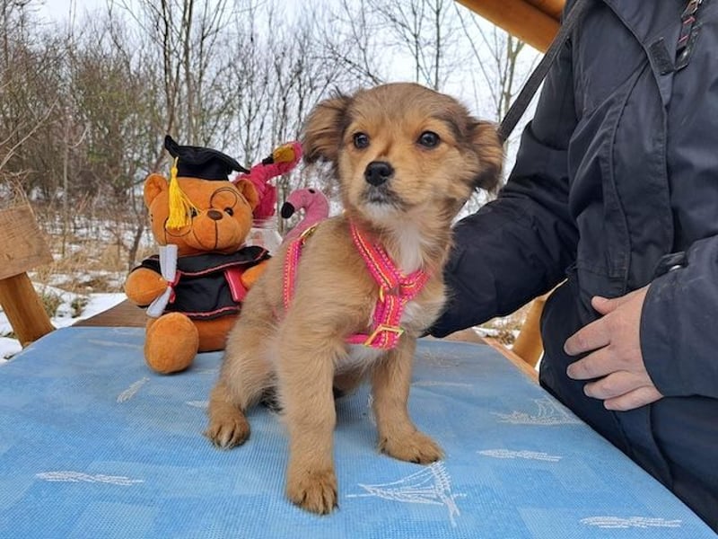 Holly, zartes Welpenmädel, ca. 3 Monate, ca. 21 cm, ca. 3 kg *bald in 81737 München*