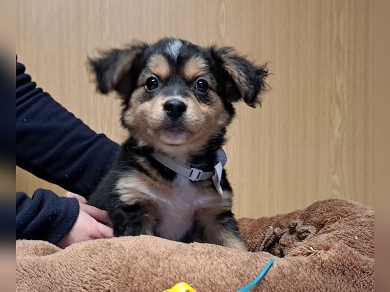 Little Rocky, kleiner, großer Schmuser, ca. 4 Monate, ca. 23 cm, ca. 4 kg *in 83250 Marquartstein*