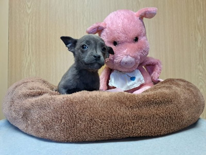 Misty, zartes Welpenmäuschen, ca. 3 Monate, ca. 14 cm, ca. 1 kg