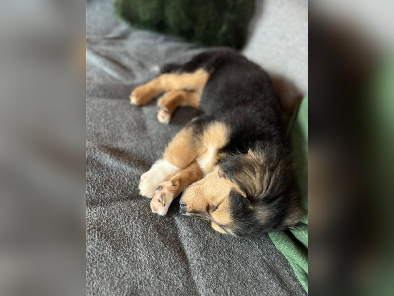 Little Rocky, kleiner, großer Schmuser, ca. 4 Monate, ca. 23 cm, ca. 4 kg *in 83250 Marquartstein*