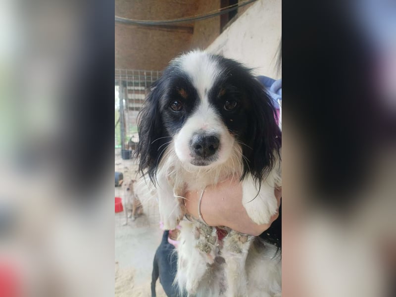 Boby sucht sein Zuhause