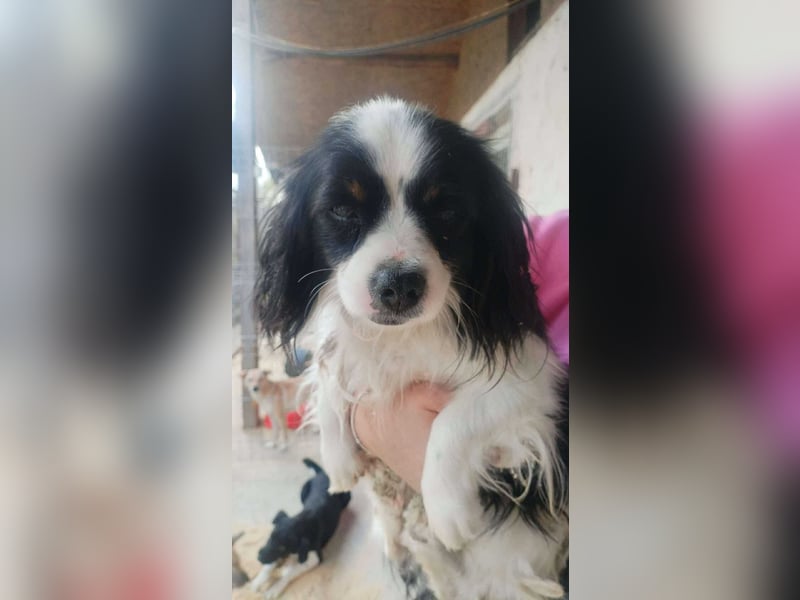 Boby sucht sein Zuhause