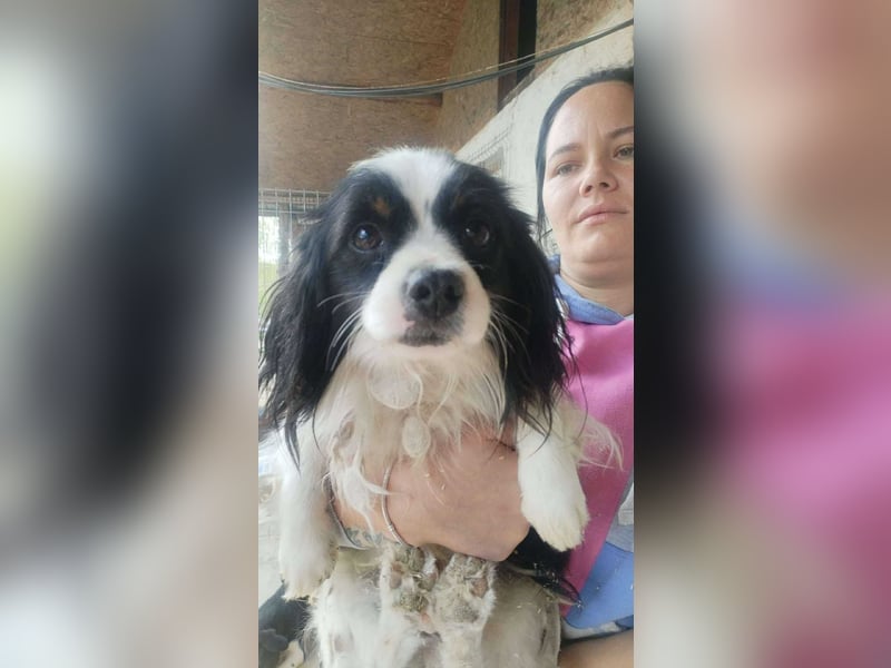 Boby sucht sein Zuhause