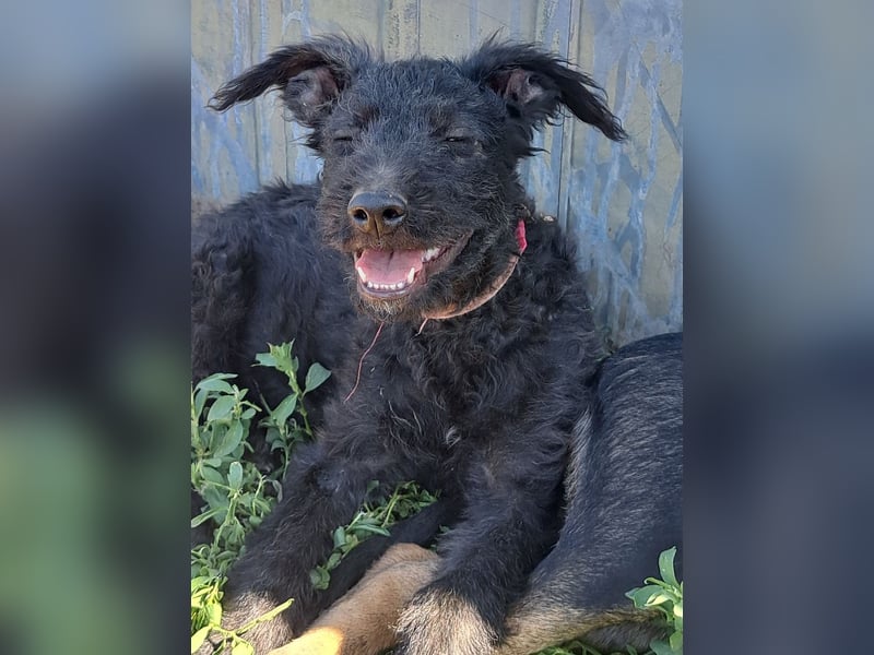 Kleine Barka (*04/2026) sucht ihre Familie
