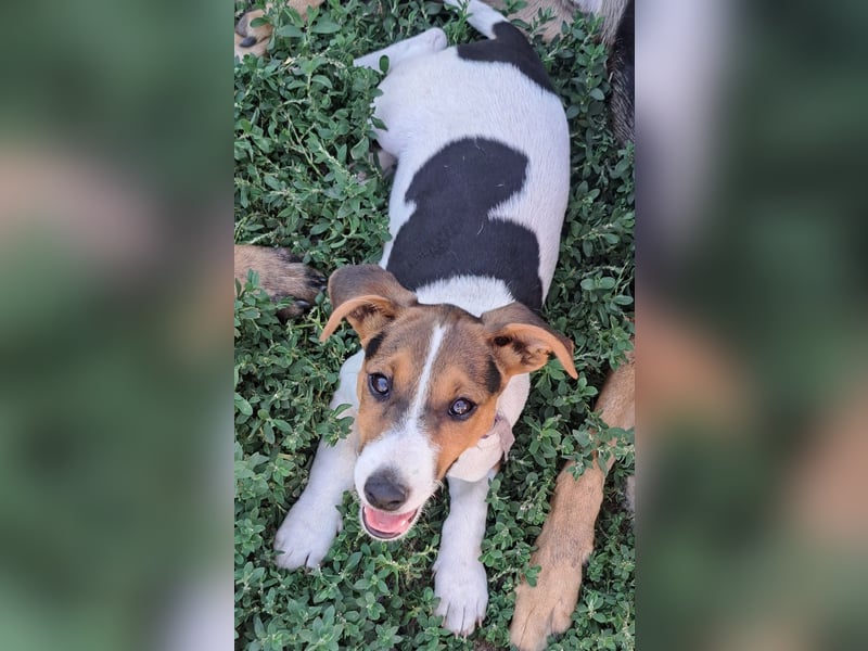 Kleiner Chester (*05/2026) sucht seine Familie