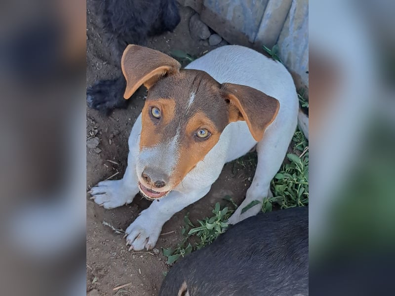 Kleiner Cooper (*05/2026) sucht seine Familie