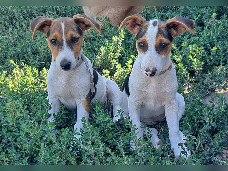 Kleiner Chester (*05/2026) sucht seine Familie