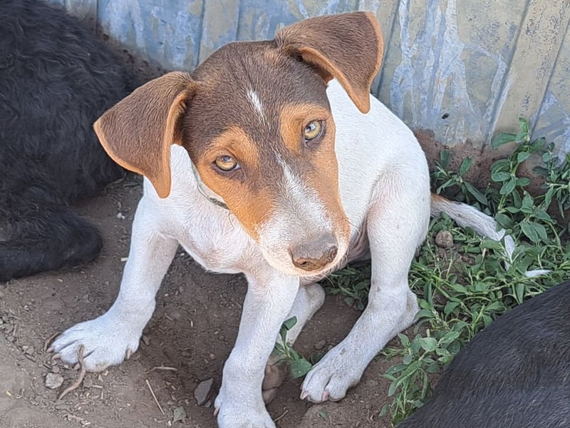 Kleiner Cooper (*05/2026) sucht seine Familie