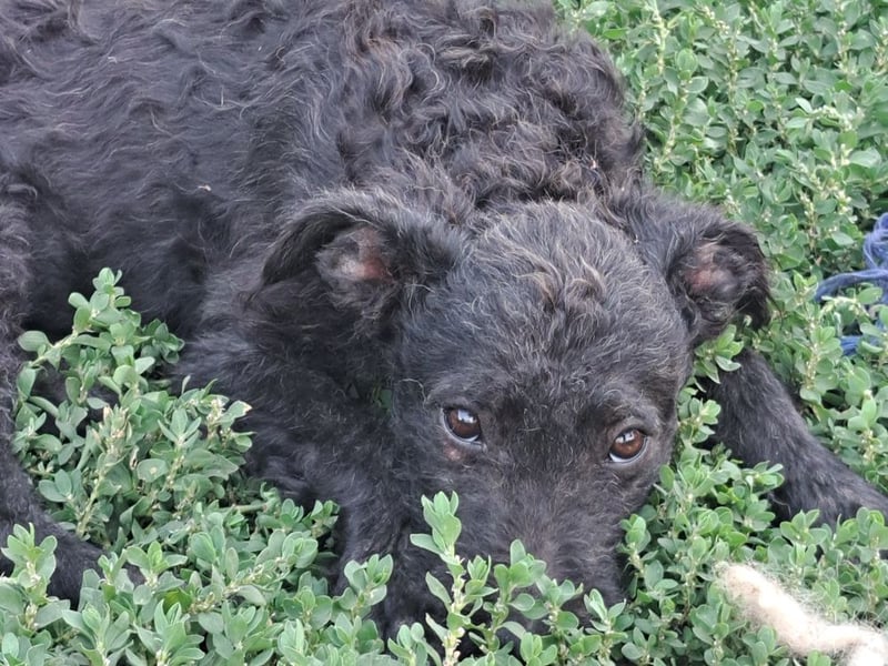 Kleine Barka (*04/2026) sucht ihre Familie