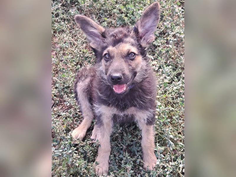 Kleiner Zeno ( *07/2026 ) sucht seine Familie