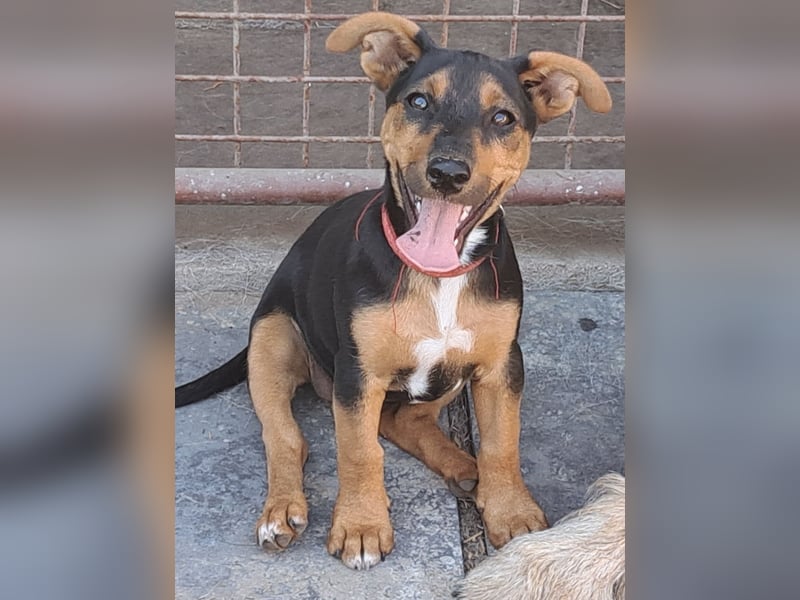 Kleine Cleo (*05/2026) sucht ihre Familie