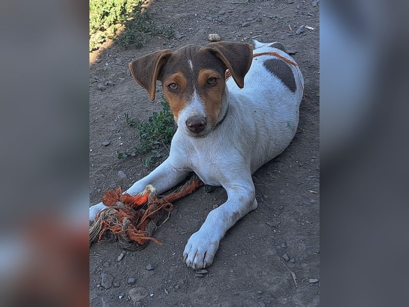 Kleiner Cooper (*05/2026) sucht seine Familie