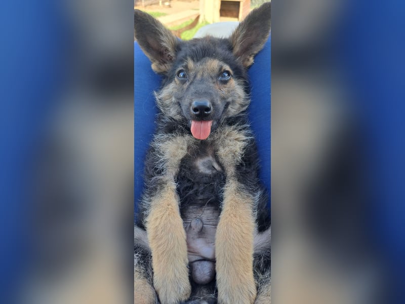 Kleiner Zeno ( *07/2026 ) sucht seine Familie