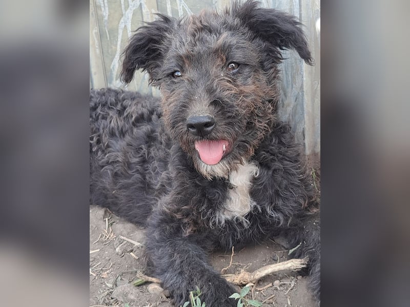 Kleine Bodza (*04/2026) sucht ihre Familie