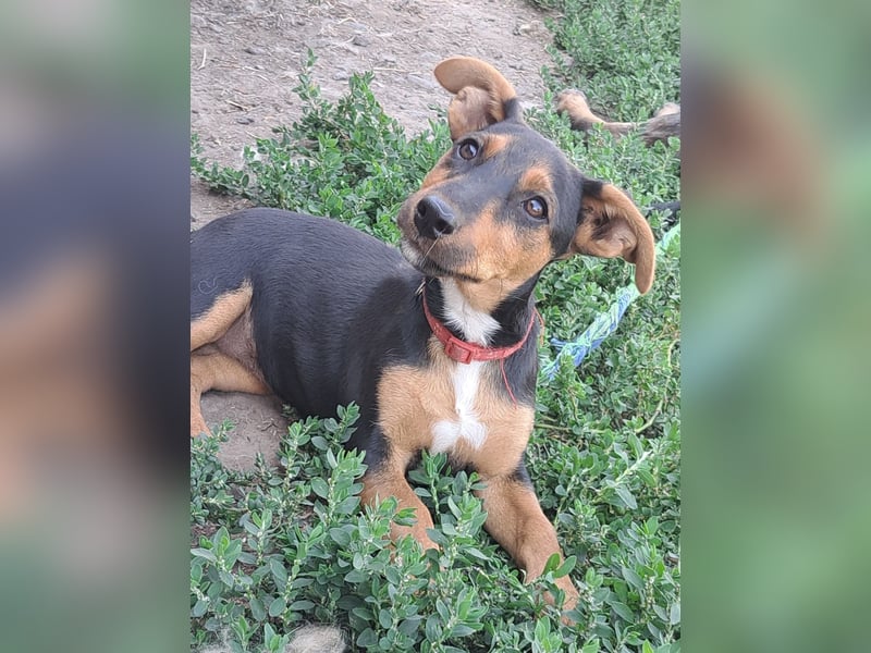 Kleine Cleo (*05/2026) sucht ihre Familie