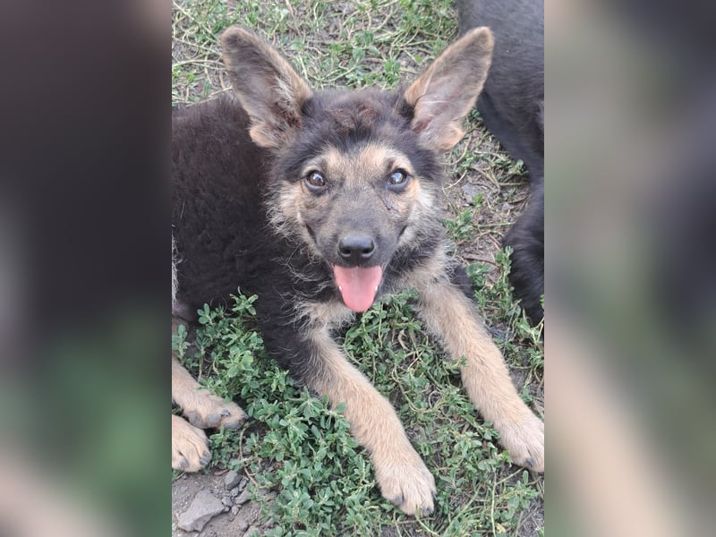 Kleiner Zeno ( *07/2026 ) sucht seine Familie