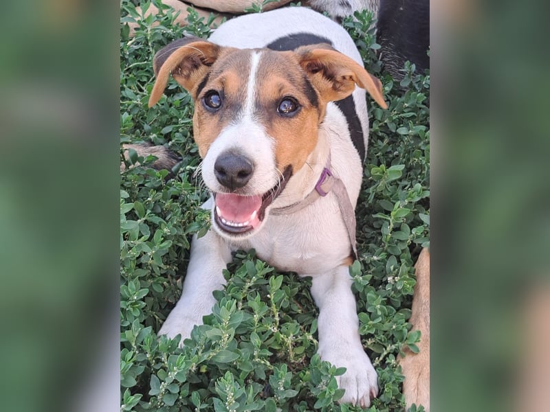 Kleiner Chester (*05/2026) sucht seine Familie
