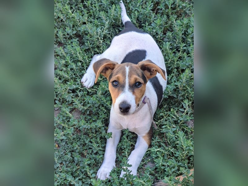 Kleiner Chester (*05/2026) sucht seine Familie