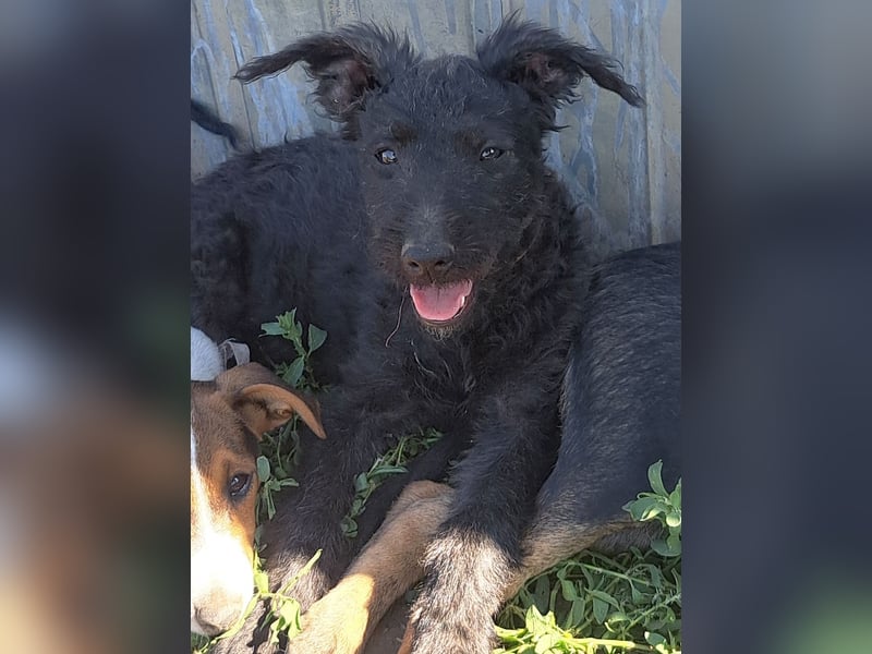 Kleine Barka (*04/2026) sucht ihre Familie