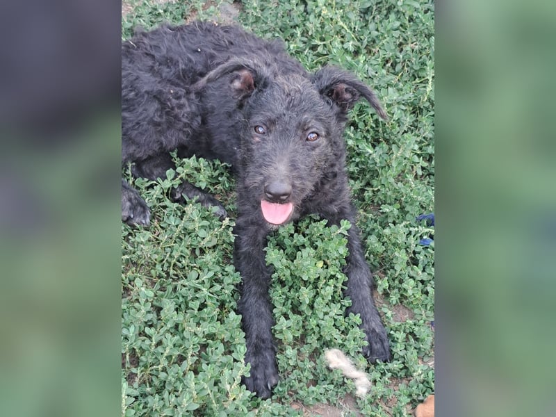Kleine Barka (*04/2026) sucht ihre Familie