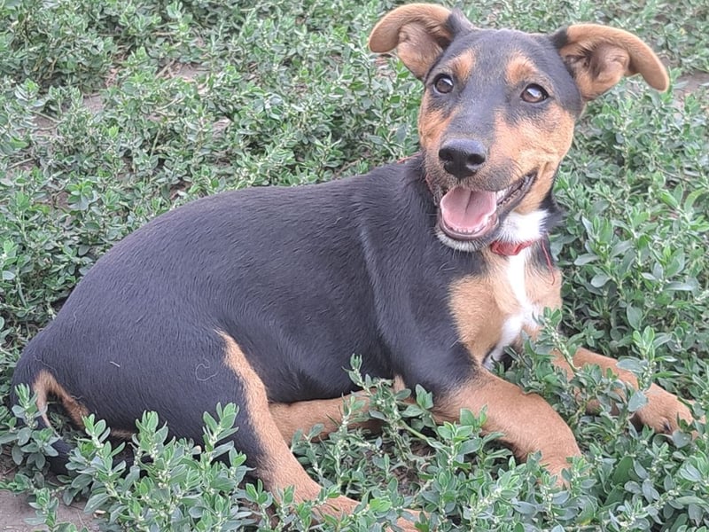 Kleine Cleo (*05/2026) sucht ihre Familie