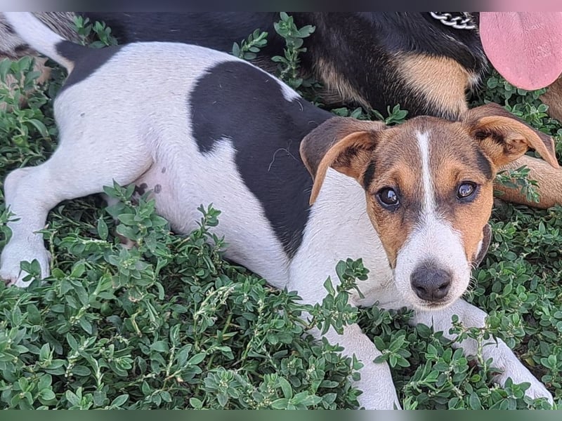 Kleiner Chester (*05/2026) sucht seine Familie