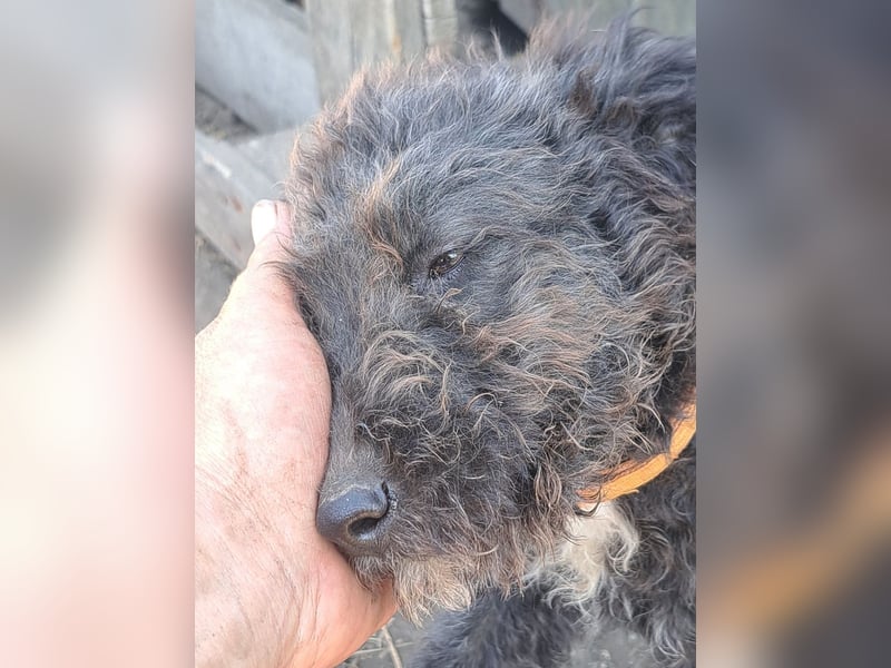 Kleine Bodza (*04/2026) sucht ihre Familie