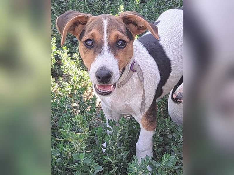 Kleiner Chester (*05/2026) sucht seine Familie