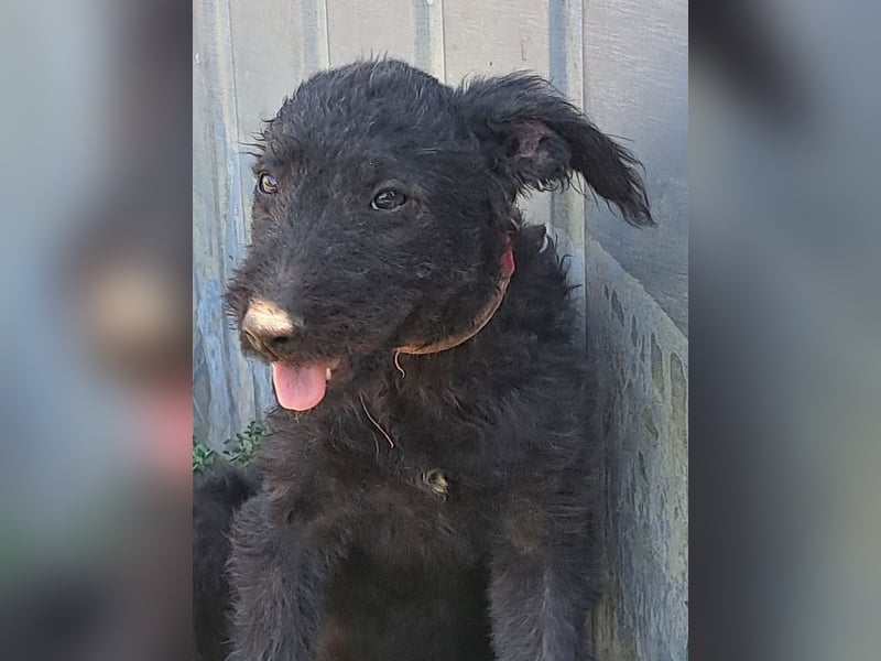 Kleine Barka (*04/2026) sucht ihre Familie