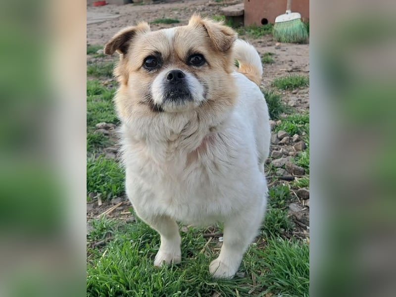 Kleine Coco sucht ihre Familie