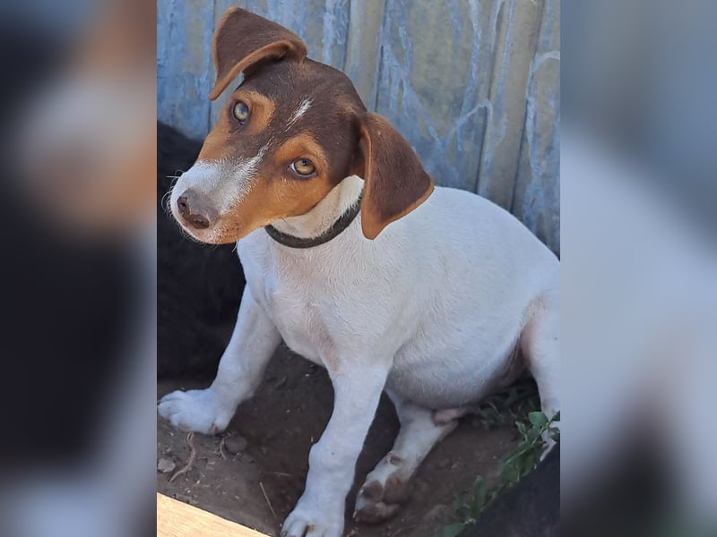 Kleiner Cooper (*05/2026) sucht seine Familie