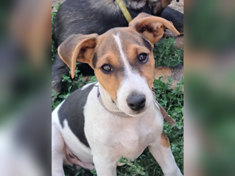 Kleiner Chester (*05/2026) sucht seine Familie