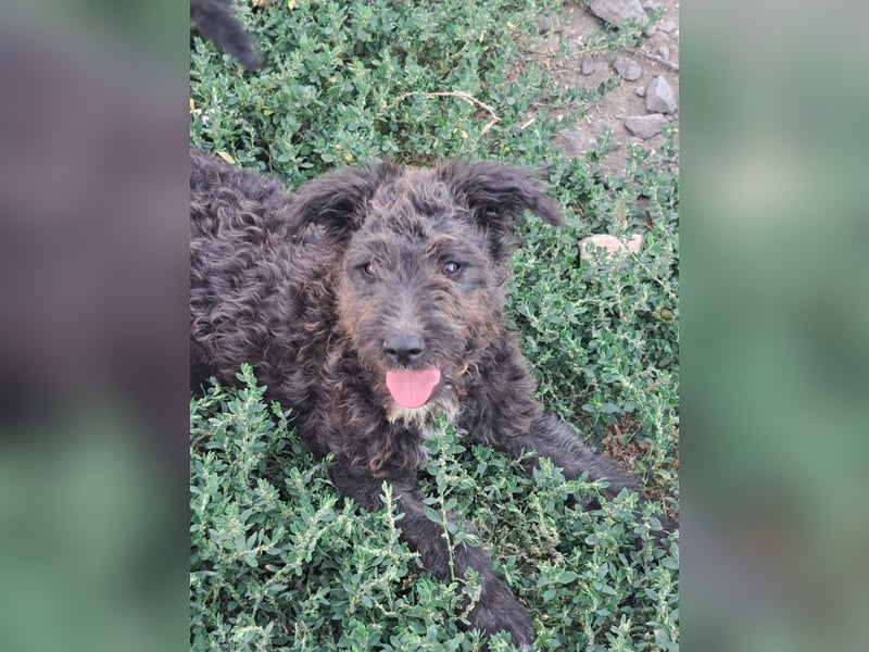 Kleine Bodza (*04/2026) sucht ihre Familie