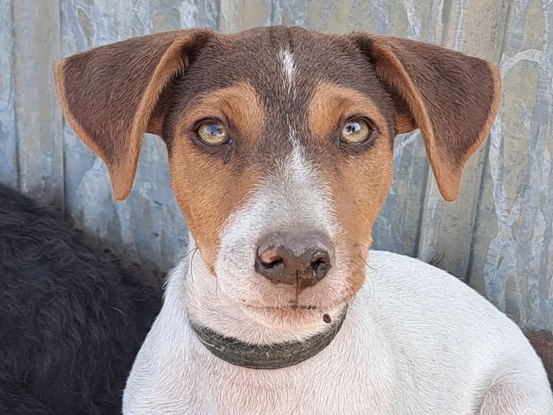 Kleiner Cooper (*05/2026) sucht seine Familie