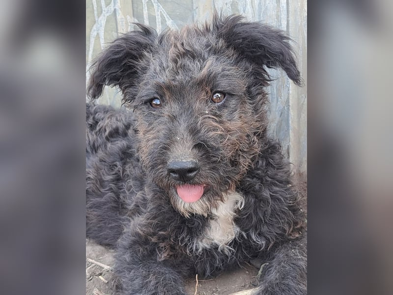 Kleine Bodza (*04/2026) sucht ihre Familie