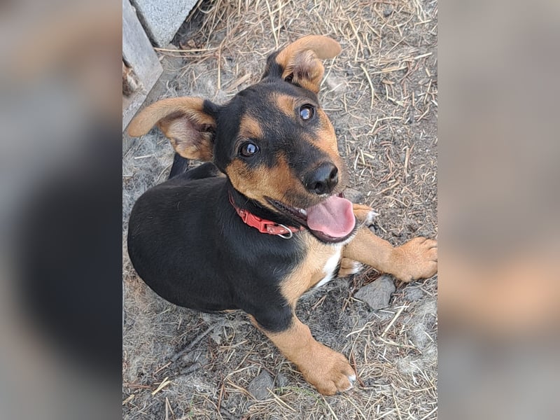 Kleine Cleo (*05/2026) sucht ihre Familie