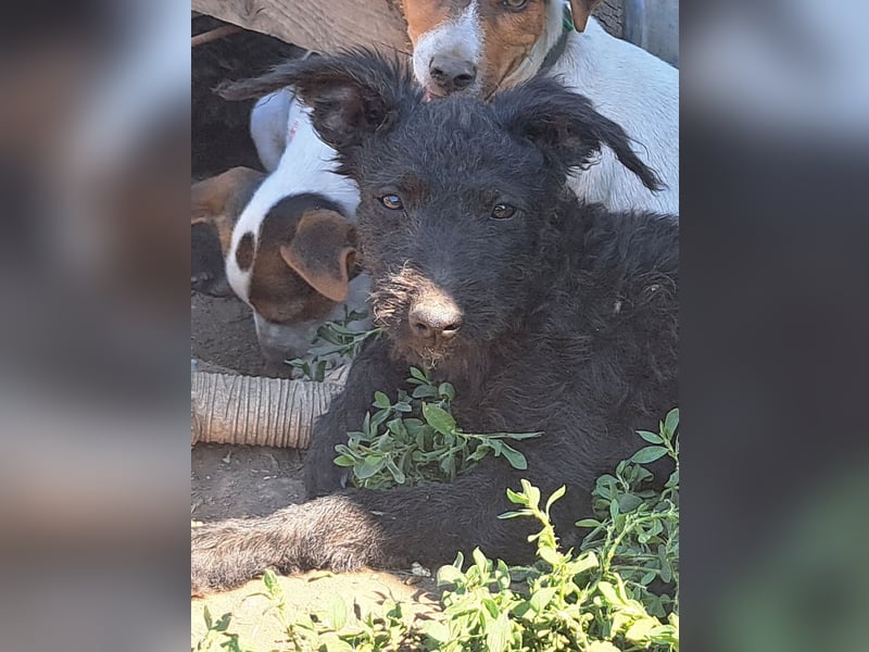 Kleine Barka (*04/2026) sucht ihre Familie