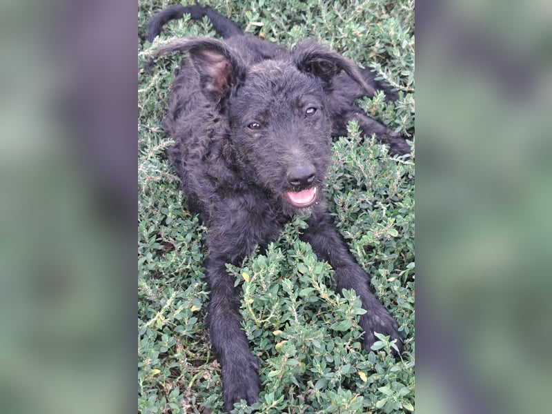 Kleine Barka (*04/2026) sucht ihre Familie