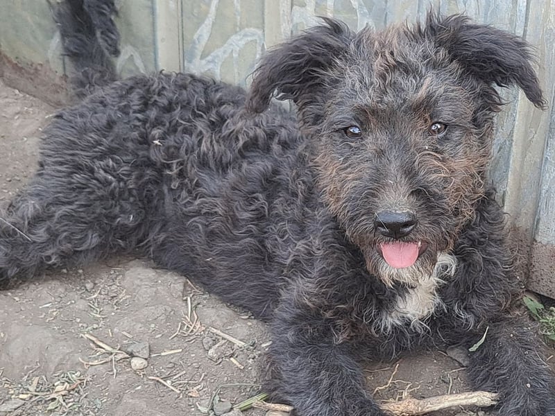 Kleine Bodza (*04/2026) sucht ihre Familie