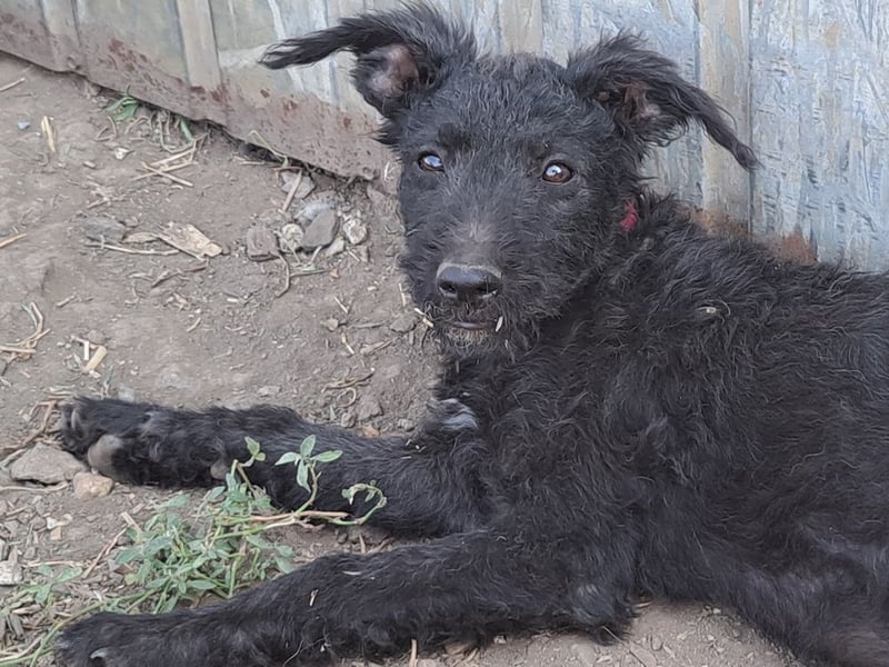 Kleine Barka (*04/2026) sucht ihre Familie