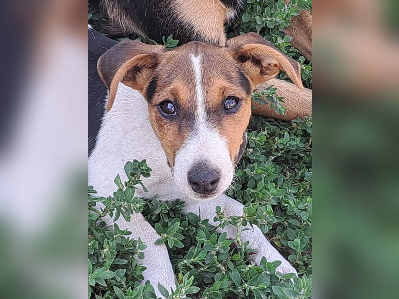 Kleiner Chester (*05/2026) sucht seine Familie