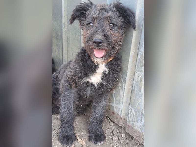 Kleine Bodza (*04/2026) sucht ihre Familie