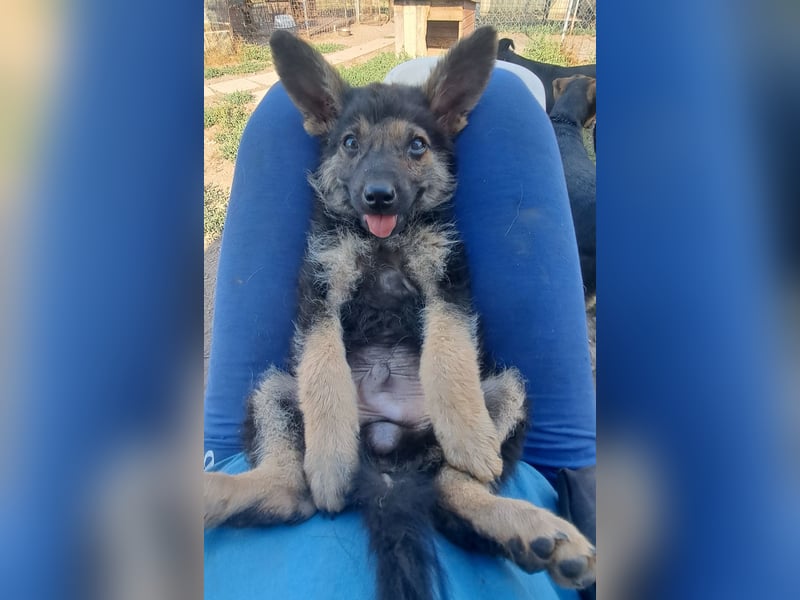 Kleiner Zeno ( *07/2026 ) sucht seine Familie