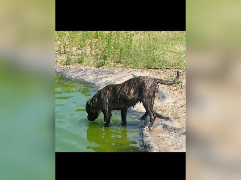 Bella großes Leid, trotzdem sehr viel Liebe!!!