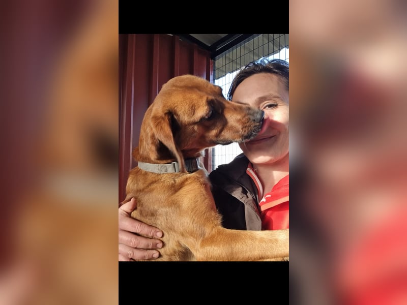 Astra feinfühliger Vizla sucht dich