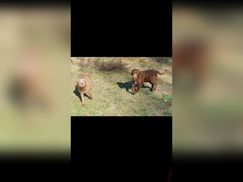 Frakk ein Herz zum verlieben