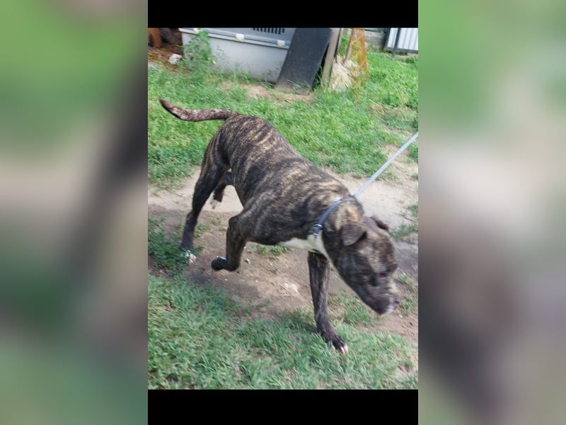 Bella großes Leid, trotzdem sehr viel Liebe!!!